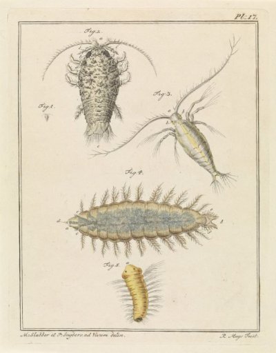 Agate isopod, copepod, and bristle worm