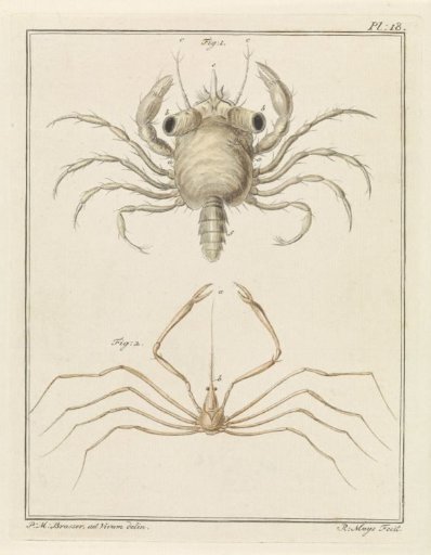 Shore crab and an arrow crab species