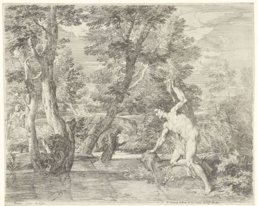 Narcissus