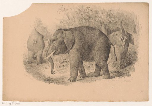 Indian elephants