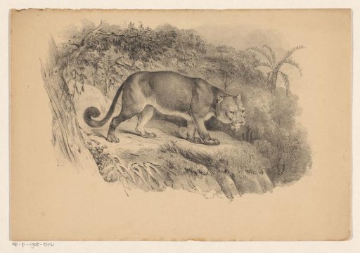 Kudu
