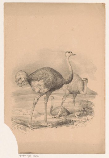 Three African ostriches
