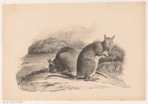 Two Bennett's wallabies