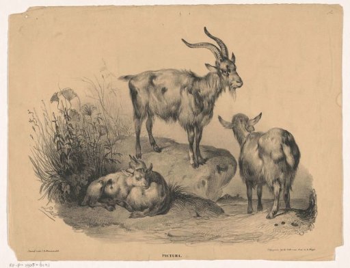 Four goats