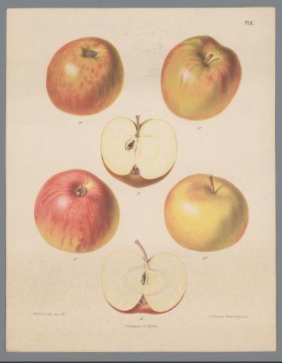 Apples