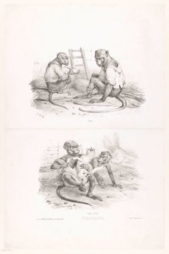 Two studies of monkeys and a cat