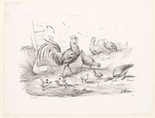 Poultry