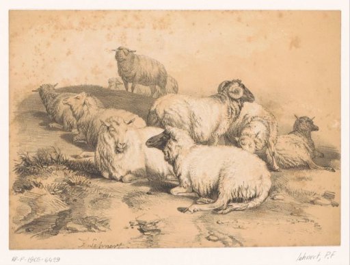 Flock of sheep