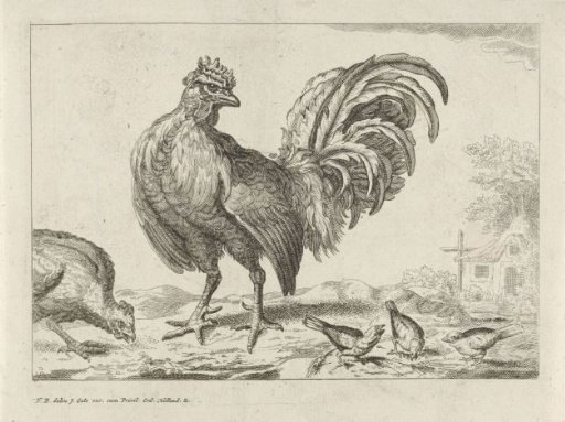 Rooster with Chicks