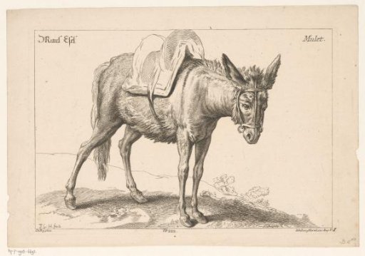 Mule