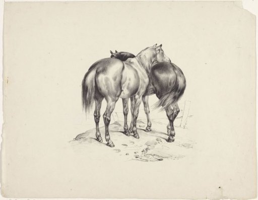 Two horses seen from behind
