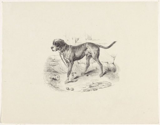 Dog on a leash
