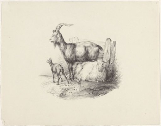 Goat, ram and lamb