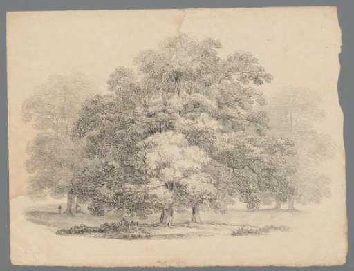 Oak trees