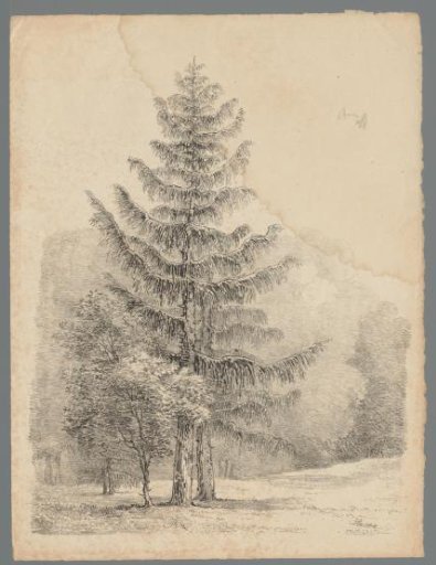 Landscape with pine trees