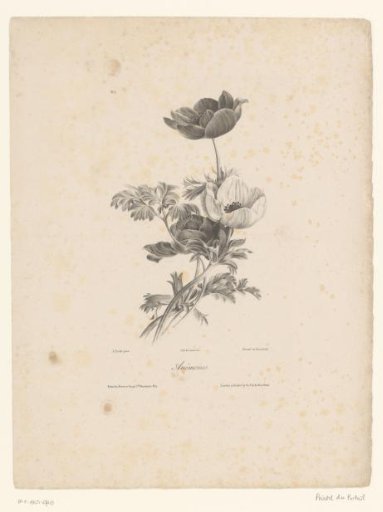 Three Anemones