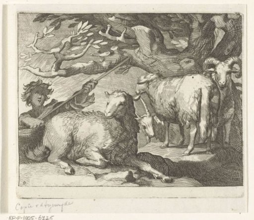 Shepherd with sheep