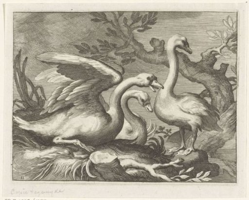 Swans
