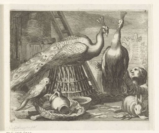 Peacocks