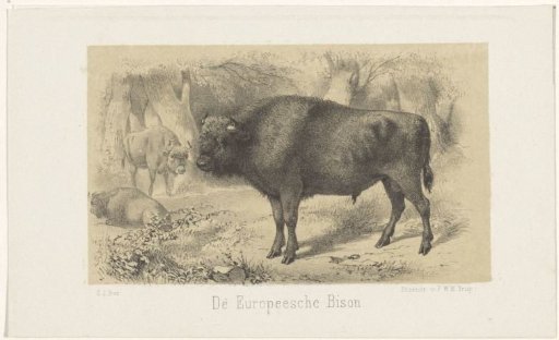 European bison