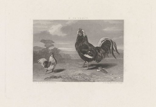 Two roosters