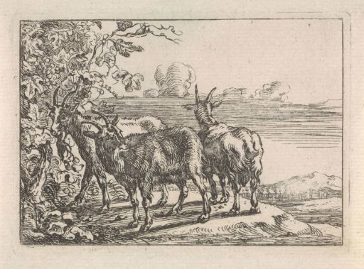 Goats near a vine