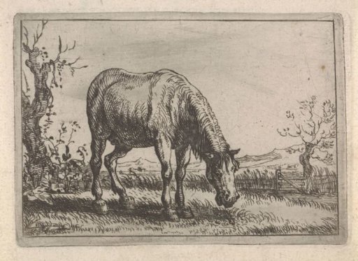Grazing horse