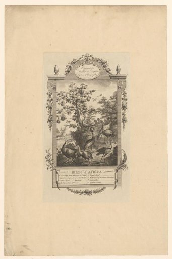Landscape with Eight Different African Birds