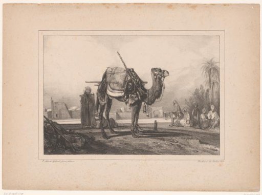Resting place of a caravan with dromedary