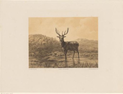 Stag in a landscape