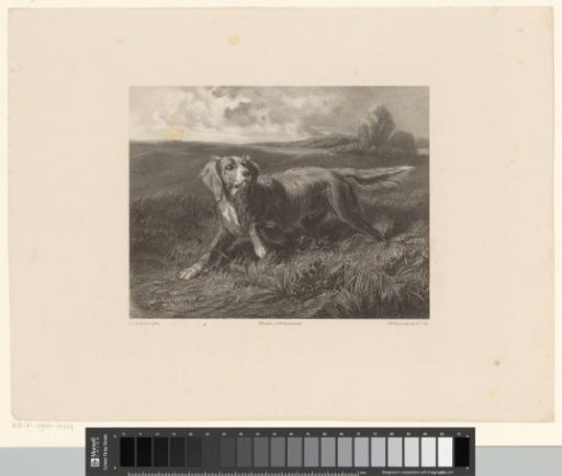 Dog in a landscape