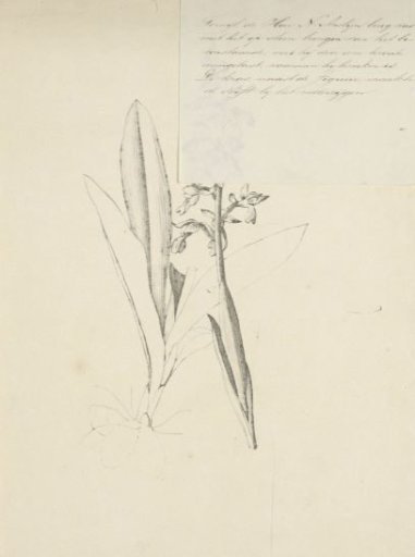 Native orchid