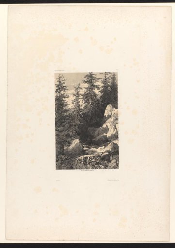 Forest landscape with conifers and a stream between the rocks