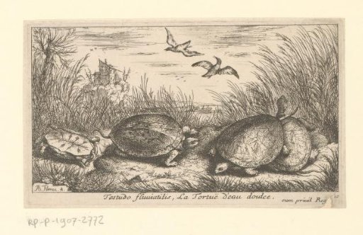 Four freshwater turtles among grass and reeds