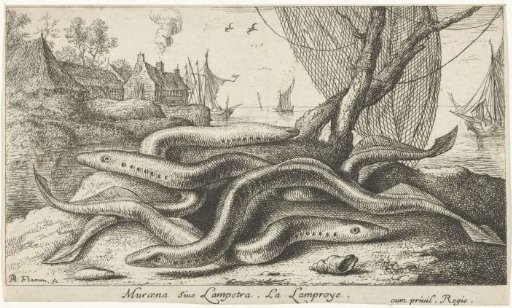 Burbot on a riverbank