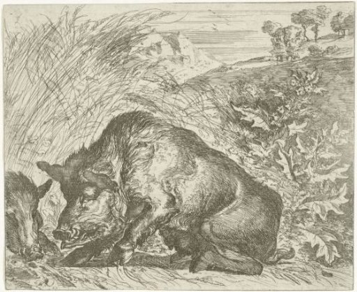 Wild Boar