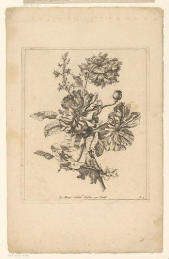Three peonies and a poppy bud