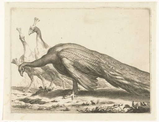 Peacocks