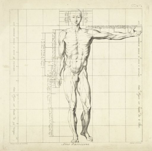 Proportion study of the body of a man