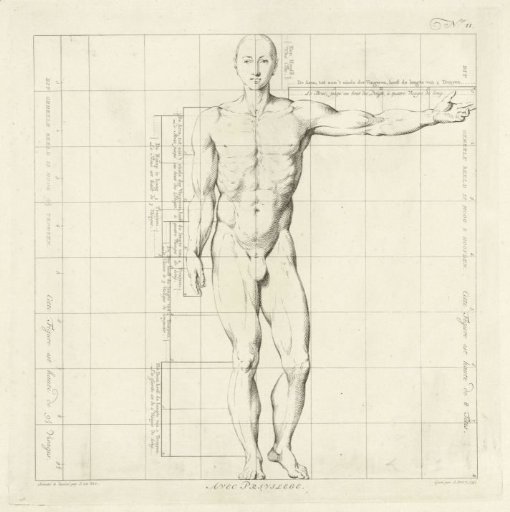 Proportion study of the body of a man