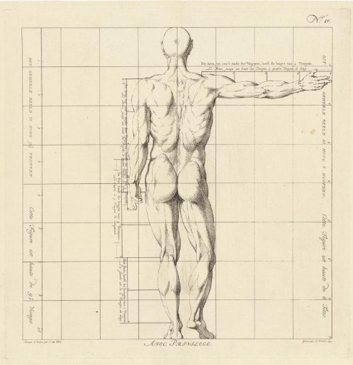 Proportion study of the body of a man
