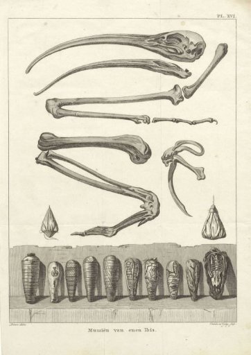 Bones and Mummified Ibises