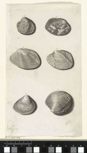 Six shells