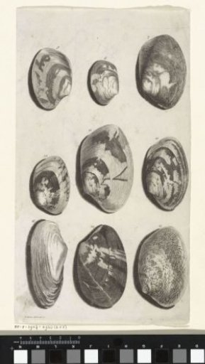 Nine shells