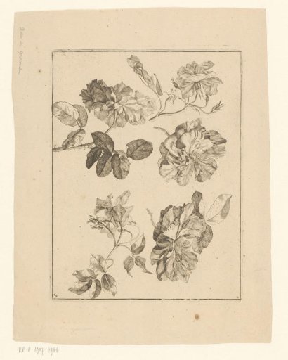 Peonies