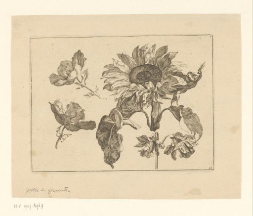 Study of sunflower, narcissus and lilies