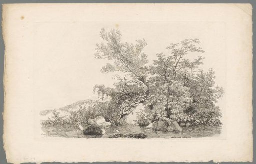Study of vegetation on the bank of a river with stones