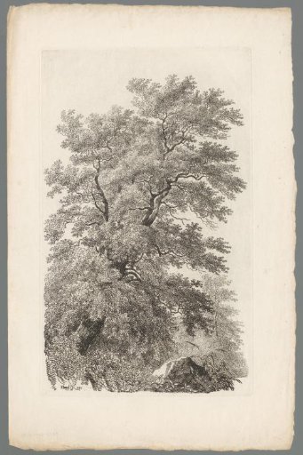 Study of a large tree on the bank of a river