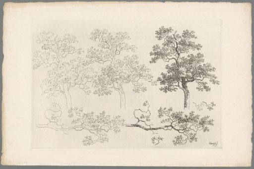 Study of tree tops and branches