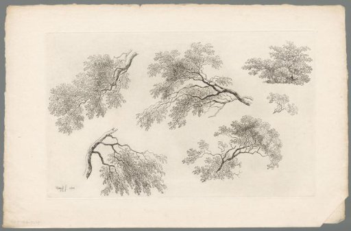 Study of branches